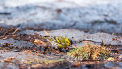 A male Eurasian siskin sits on the ground covered with dry leaves and grass. Carduelis spinus. song bird in the nature habitat.