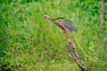 A grey little heron perched on a branch amidst lush green reeds and grasses, blending seamlessly with its surroundings.