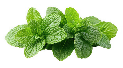 A close up of fresh green mint leaves against a black background with visible leaf textures on transparent background