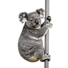 Obraz premium Koala Hugging a Pole 3D Render