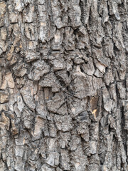 The texture of the bark of an old apple tree