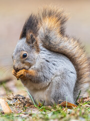 Squirrel in autumn or spring with nut on the green grass with fallen yellow leaves