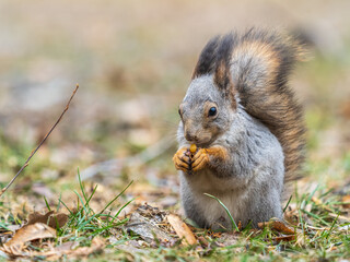Squirrel in autumn or spring with nut on the green grass with fallen yellow leaves