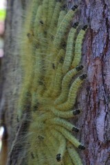 A Cluster of Yellow Hairy Caterpillars on Tree Bark