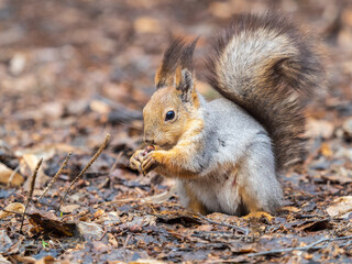 Squirrel in autumn or spring with nut on the green grass with fallen yellow leaves