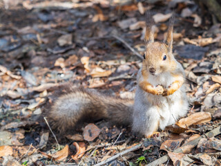 Squirrel in autumn or spring with nut on the green grass with fallen yellow leaves