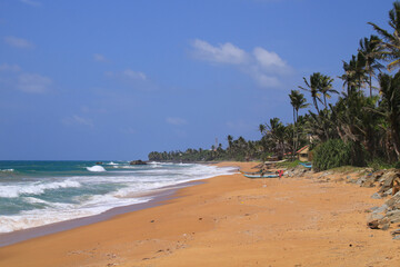 Coco palms at Bara Beach, Galle, Sri Lanka.