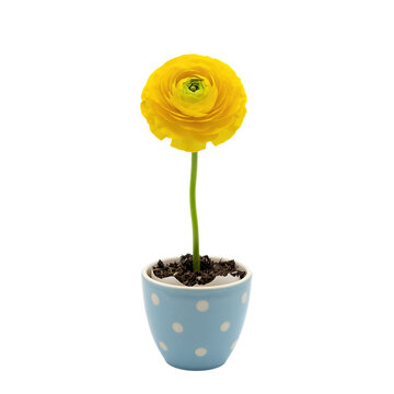 Yellow Persian Buttercup in Blue Polka Dot Pot