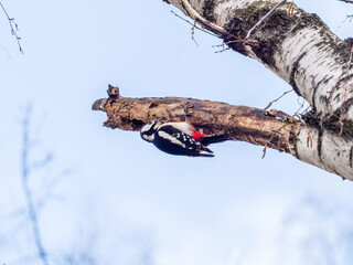 Little woodpecker sits on a tree trunk. The great spotted woodpecker, Dendrocopos major