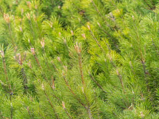 Green small pine trees with fresh shoots in spring or summer