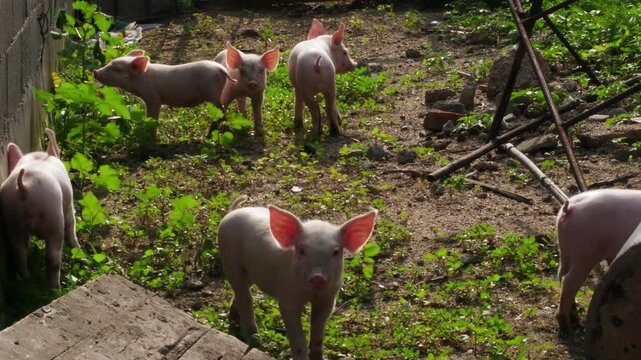 Footage of piglets on a farm, playing and feeding in a natural environment, showcasing cute animals and rural farm life.