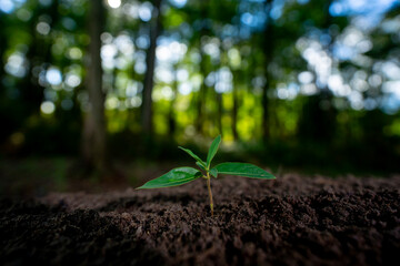 Seedling spring flower from fertile soil. Green plants grow under sunlight. Planting crops concept. Organic soil for growth plant. Eco farming. Environment concept. Young plants thrive in spring soil.