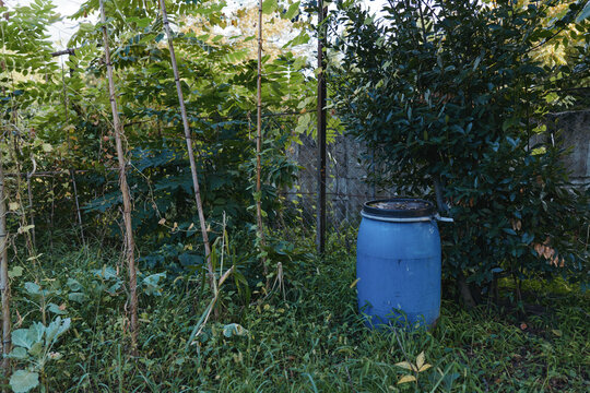 Blue barrel and overgrown garden in a quiet backyard with dense foliage against a concrete wall and tall weeds, rustic outdoor storage and neglected yard atmosphere.