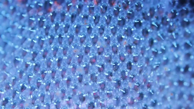 Colony of bryozoans under a microscope. Sometimes they are called Ectoprocta. Sea of Okhotsk. Under ultraviolet light.