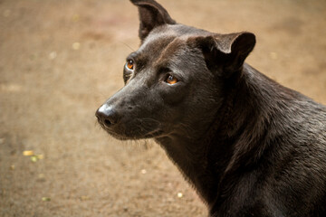 portrait of a black dog with beautiful eyes