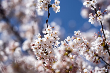 Spring blossom background. Blossoming tree branch with white flowers.