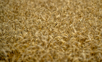 Wheat background representing harvest and rural farming. Close-up of ripe grain ready for harvest in a natural farmland setting. Crop fields showing growth and agricultural patterns.