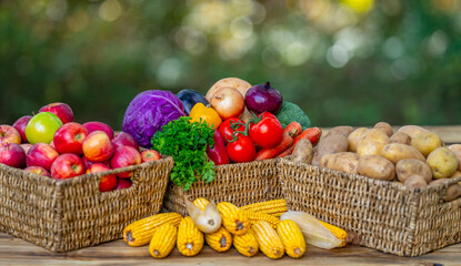 Harvest season. Fresh vegetables harvested from the eco farm. Basket full of raw harvest vegetables. Organic harvesting for healthy meals. Autumn harvest. Fresh eco harvest. Natural farm cultivation.