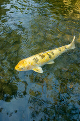日本の大きなニシキゴイ