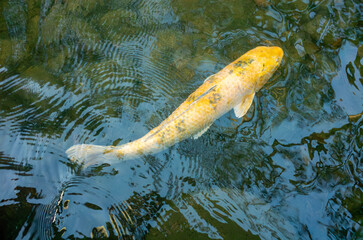 日本の大きなニシキゴイ