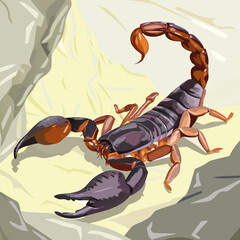 Scorpion crawling on rocky surface with raised tail
