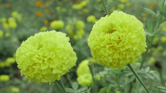 Garden Gems - Elevating Your Backyard with Vibrant Marigolds