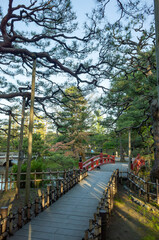 石川県小松市にある芦城公園の松の木