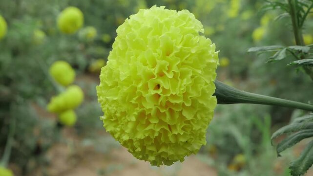 Vibrant Marigold Blossom - A Natural Masterpiece