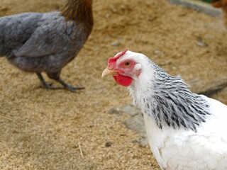 A white hen with black markings in the foreground, with another grey and brown chicken blurred in the background, standing on wood shavings.