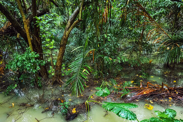 View of brown flood water covers and fills yards of houses and showing serious disaster from flooding. House surrounded by dirty, high flood water. Flooding has overtaken garden in residential area.