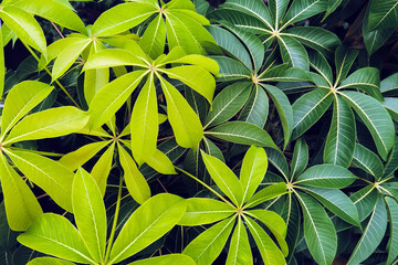 Two toned green leaves. Tropical leaves, green Malabar Chestnut or Pachira aquatica leaves, young and old leaves are charming and beautiful. Young old with rhythm of leaves growing from beginning.