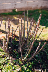 Trimmed rose bush. Close-up of a part of a thorn bush.Pruning plants.
