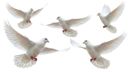 Five white doves in flight