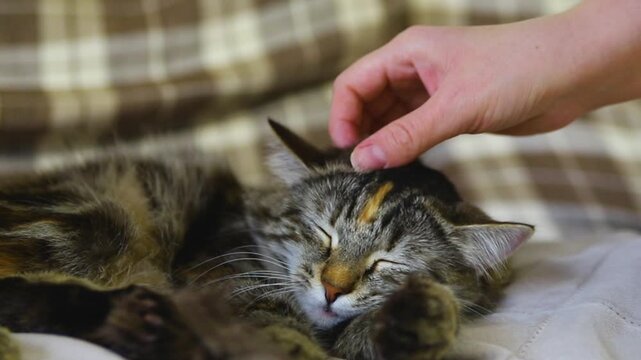 A striped fluffy cat was resting sleepily on the sofa. A female hand reached out and gently stroked the pet's head. Gentle touch, friendliness.