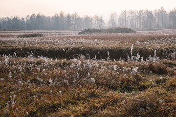 wild field by autumn