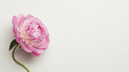 Beautiful Pink Peony Flower on a Clean White Background.