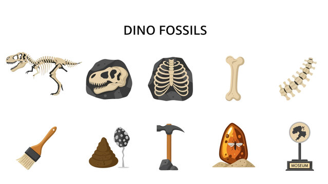 Collection of ten dinosaurrelated fossils and paleontological tools on white background