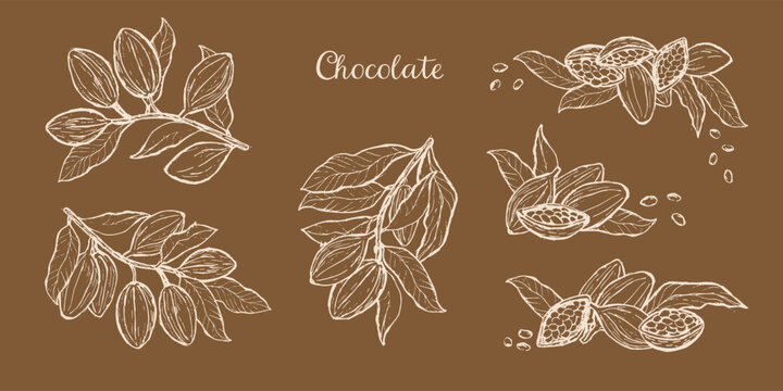 Cocoa chocolate fruits set. Hand drawn sketch of cacao beans, branches and plants on brown background. Rich design in vintage ink drawing style for food packaging. Cocoa vector illustrations.