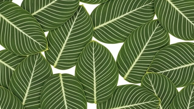 Prayer Plant Leaves Calathea, Green and White Stripes, Tropical Foliage Background - Powered by Adobe
