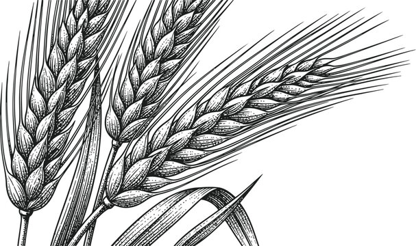 Wheat Ears Engraving Illustration &ndash; Grain Agriculture Botanical Vintage Line Art