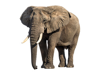 1 full-body adult elephant standing upright, facing forward, detailed textured skin and tusks visible, natural proportions with realistic shading, isolated on a clean white background 