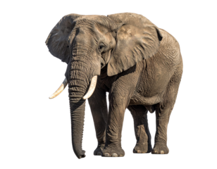 1 full-body adult elephant standing upright, facing forward, detailed textured skin and tusks visible, natural proportions with realistic shading, isolated on a clean white background 