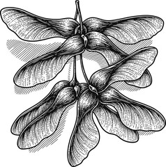Maple Seed Pods Illustration &ndash; Hand Drawn Samara Botanical Line Art