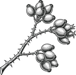 Rosehip Branch with Thorns Illustration &ndash; Hand Drawn Botanical Fruit Line Art