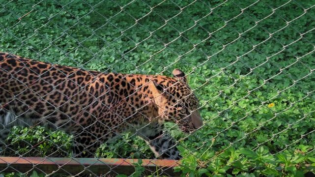 Closeup of a leopard walking inside a fenced green enclosure, its spotted coat glowing in soft light while it moves with calm, focused and steady intent.