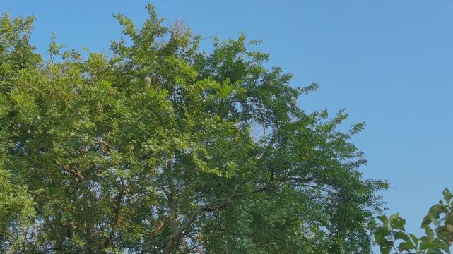 Wood apple (kaitha) tree canopy with greenish round fruits hanging among dense leaves against a bright blue sky, creating a fresh and vibrant natural scene.