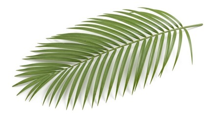 Obraz premium Green Palm Leaf Isolated on White Background, Tropical Foliage