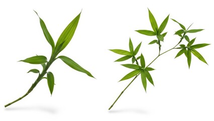 Fototapeta premium Bamboo Leaves Isolated on White Background, Fresh Green Nature