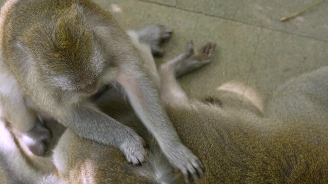 Social grooming between two crab-eating macaques primate monkey natural environment
