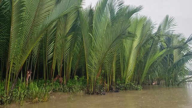 Boat view along the Pasur River near Mongla, gliding past dense stands of Phoenix paludosa mangrove palms, their clustered stems and runners forming a thick, vibrant edge of the Sundarbans, Bangladesh